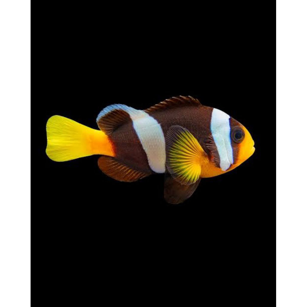 Ikan hias Giro Pasir/Clarkii Clownfish(Air Laut) Khusus Gojek