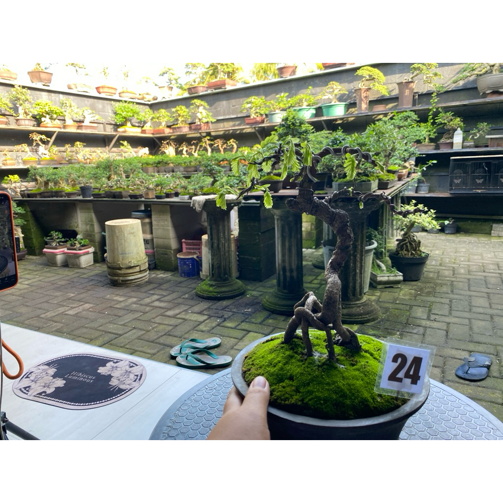 bonsai asem jawa