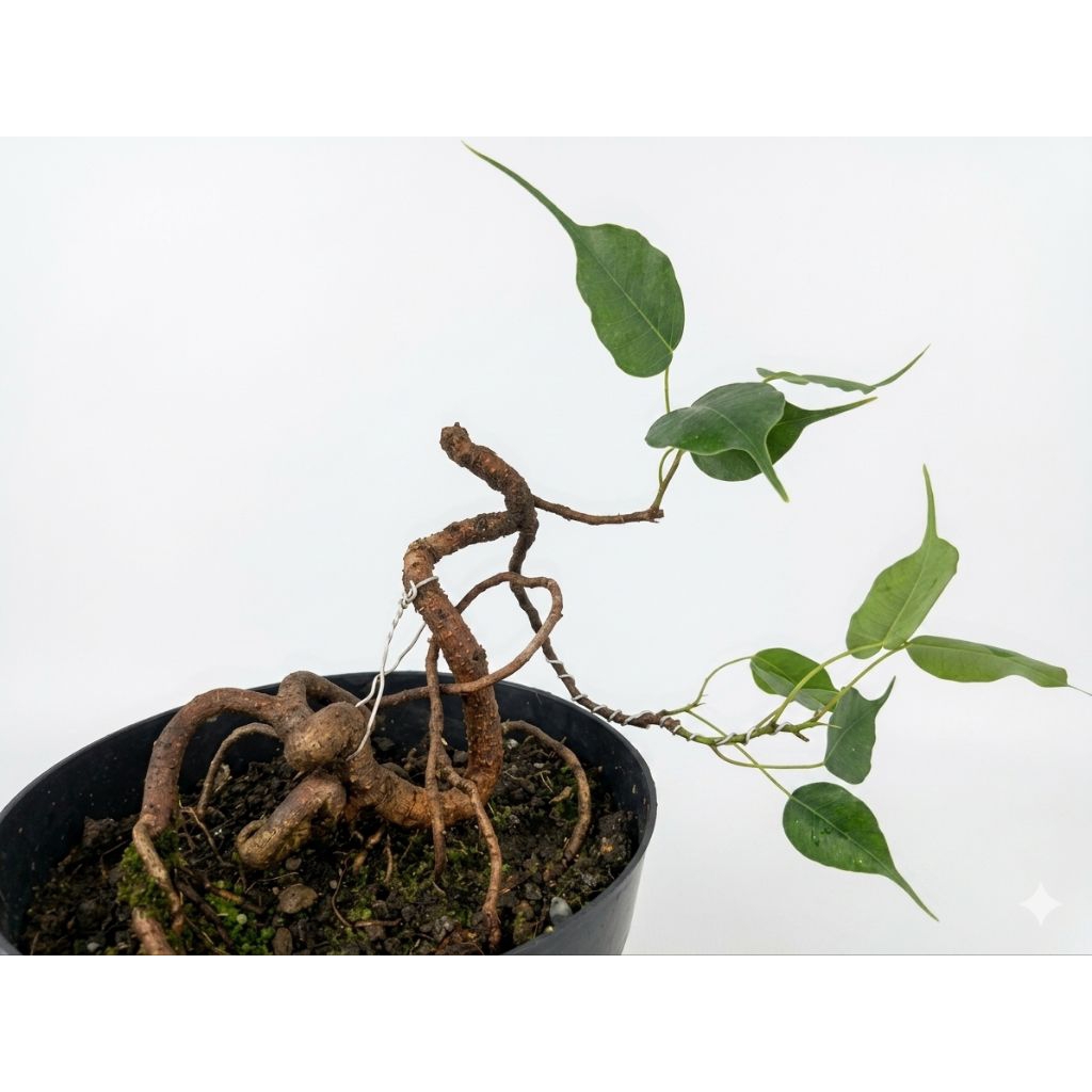 Ficus Bodhi - Peepal Tree - Sacred Fig Original