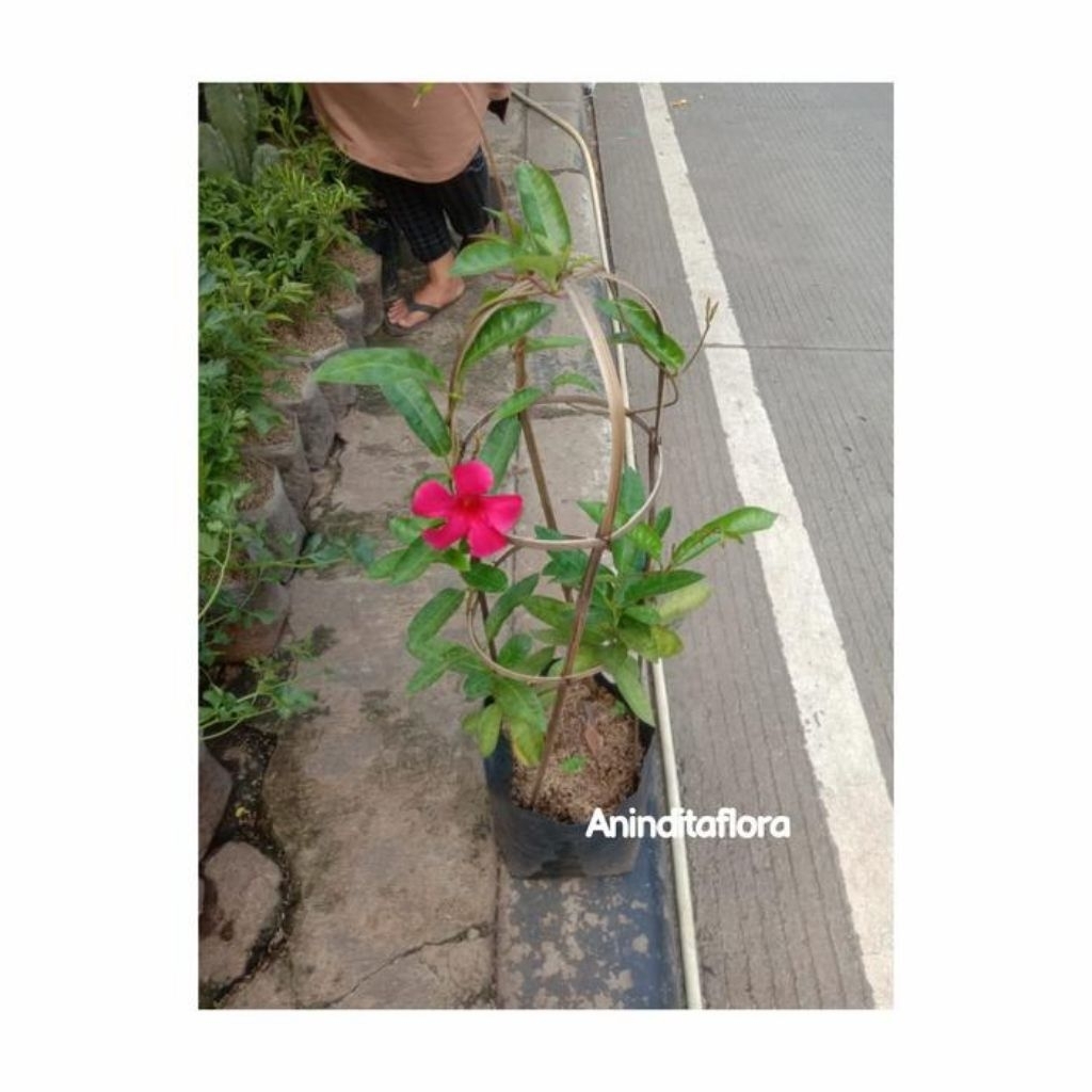 tanaman hias bunga alamanda merah/pohon rambat alamanda merah
