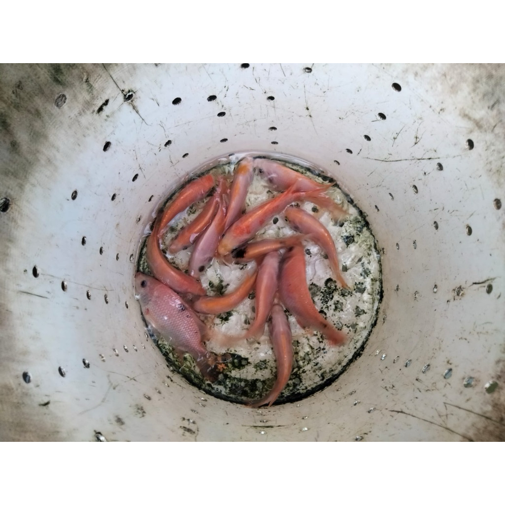 Bibit ikan Nila Merah Ukuran 1 jari Per ekor (Ikan Hidup)
