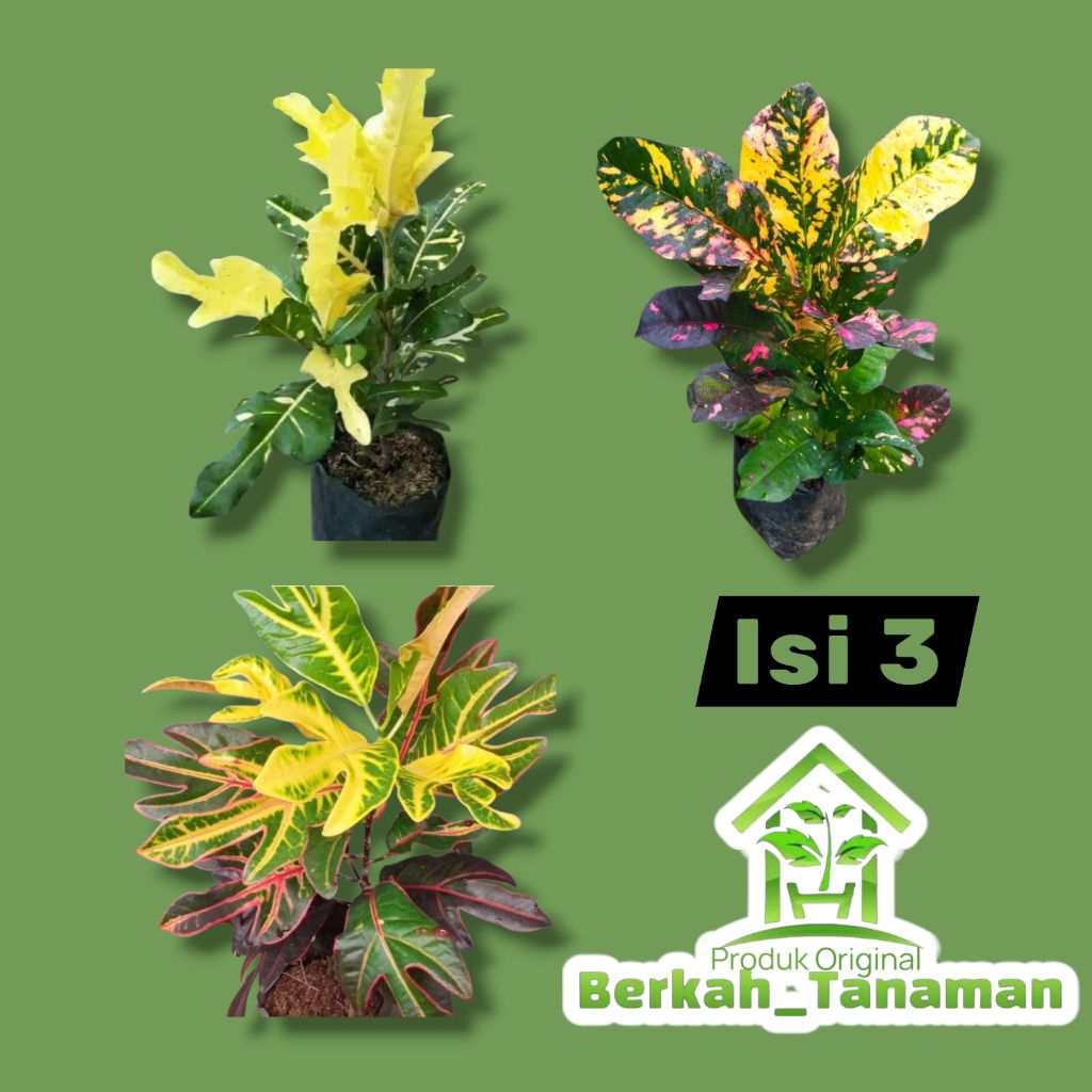 tanaman hias puring - tanaman hias puring isi tiga - paket tanaman hias puring - tanaman puring