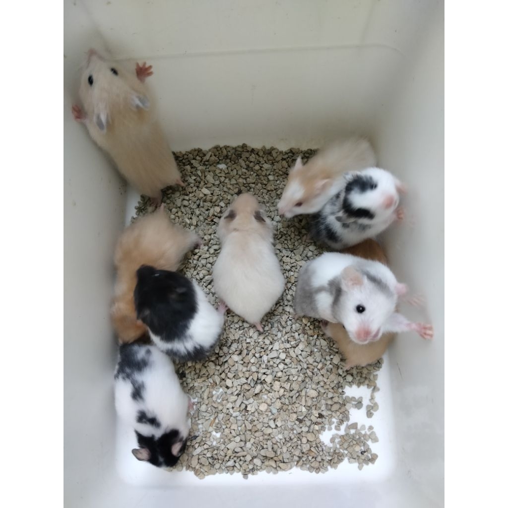 HAMSTER SEPASANG varian Domspot, cream black ear, yellow satin ( 2 ekor) KHUSUS wilayah JAWA