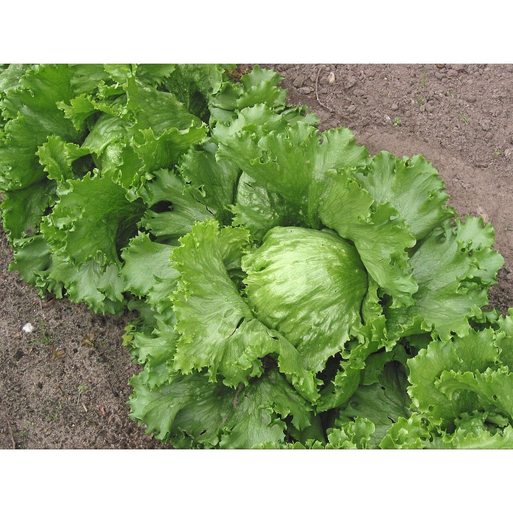 Benih Lettuce Iceberg Bibit Benih Biji Selada Lettuce Selada Bokor Benih Bibit Biji Seribuan