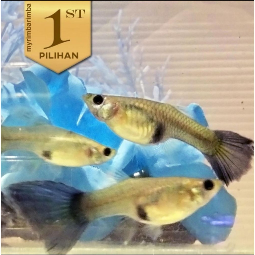 10 Ekor Guppy Blue Moscow Betina Ikan Hias Aquascape Hiasan Aquarium Tanaman Air
