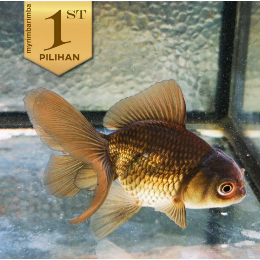 Koki Black Oranda Hitam Ikan Hias Aquascape Hiasan Aquarium Tanaman Air
