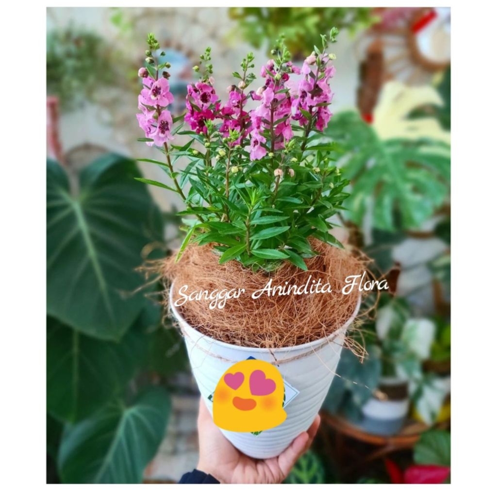 tanaman hias bunga lafender/pohon lafender anti nyamuk + pot putih