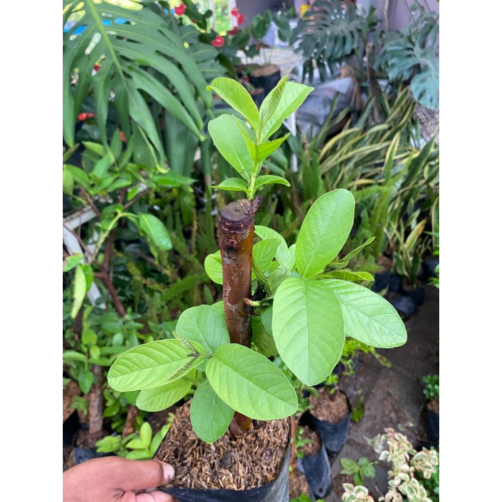 jambu kristal cangkok