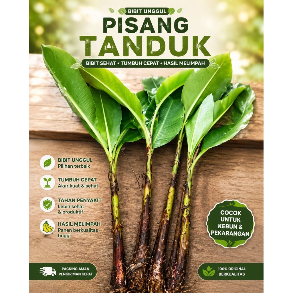 BIBIT PISANG TANDUK BIBIT PISANG TANDUK bonggol BONGGOL SUPER BESAR