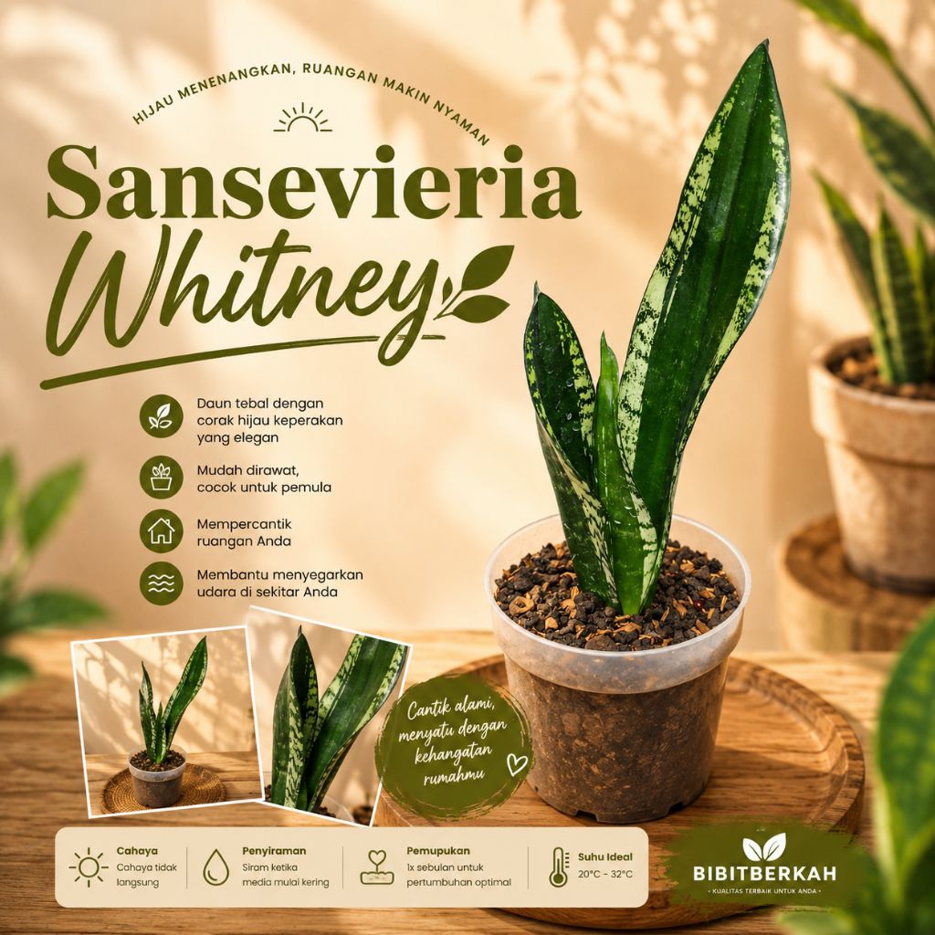 Sansevieria Whitney / Whitni / Witni - Tanaman Hias Sansivera Lidah Mertua