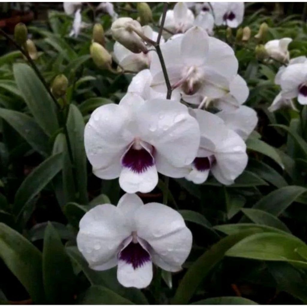 Anggrek Bulan Phalaenopsis amabilis Jawa DEWASA - Bunga Putih Besar, Mudah Dirawat, Siap Berbunga