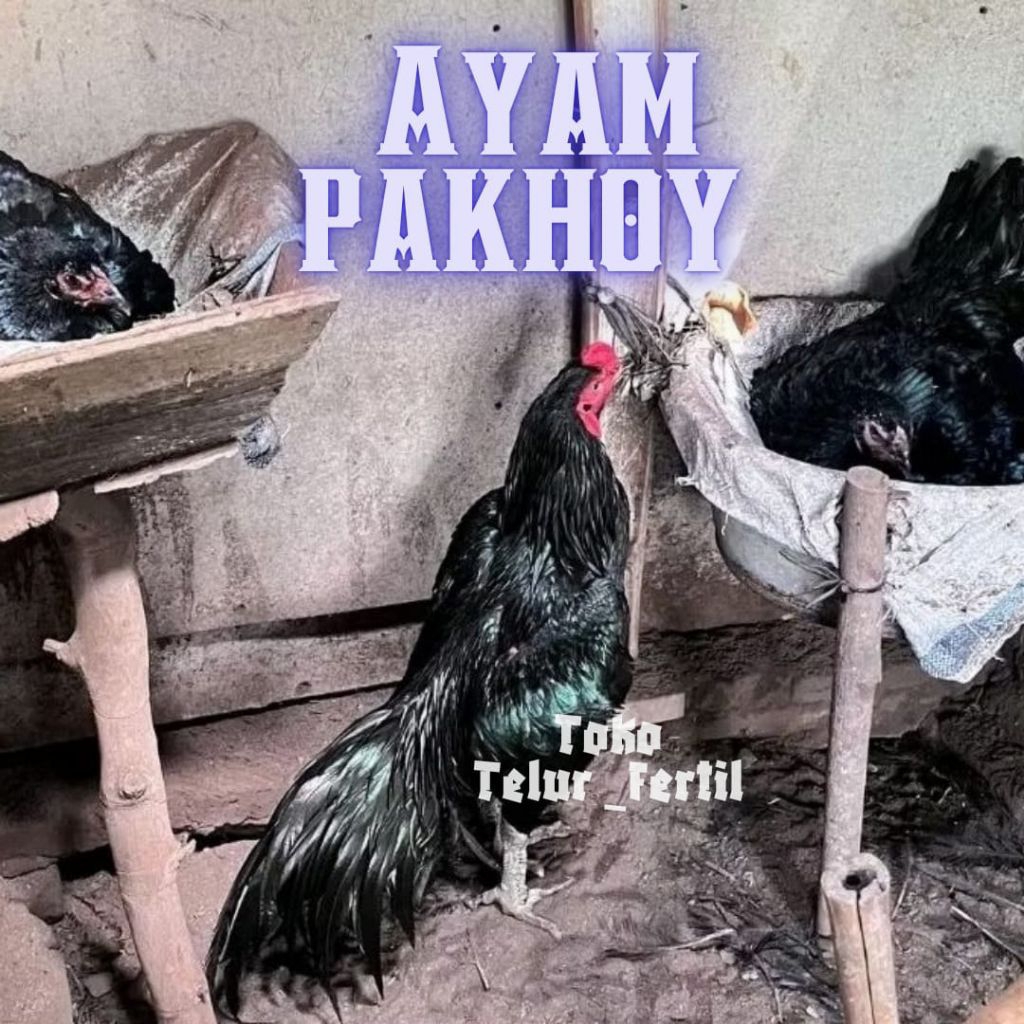 TELUR  AYAM PAKHOY FULL BRAKOT DRUMBAND UNTUK DITETASKAN