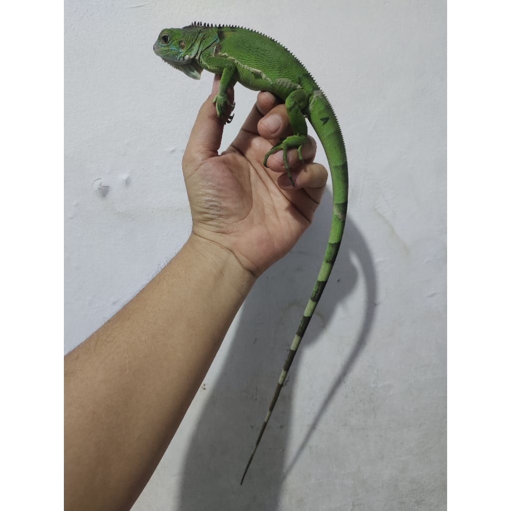 iguana green columbia jantan