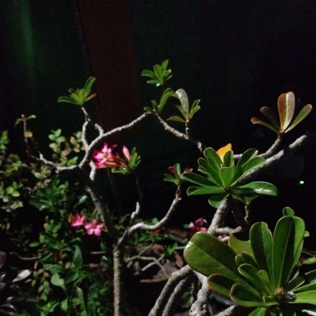 Bibit Bonsai Dolar Mangkok Mikro - Mudah Dirawat, Cocok untuk Sambungan, Tanaman Siap Tanam