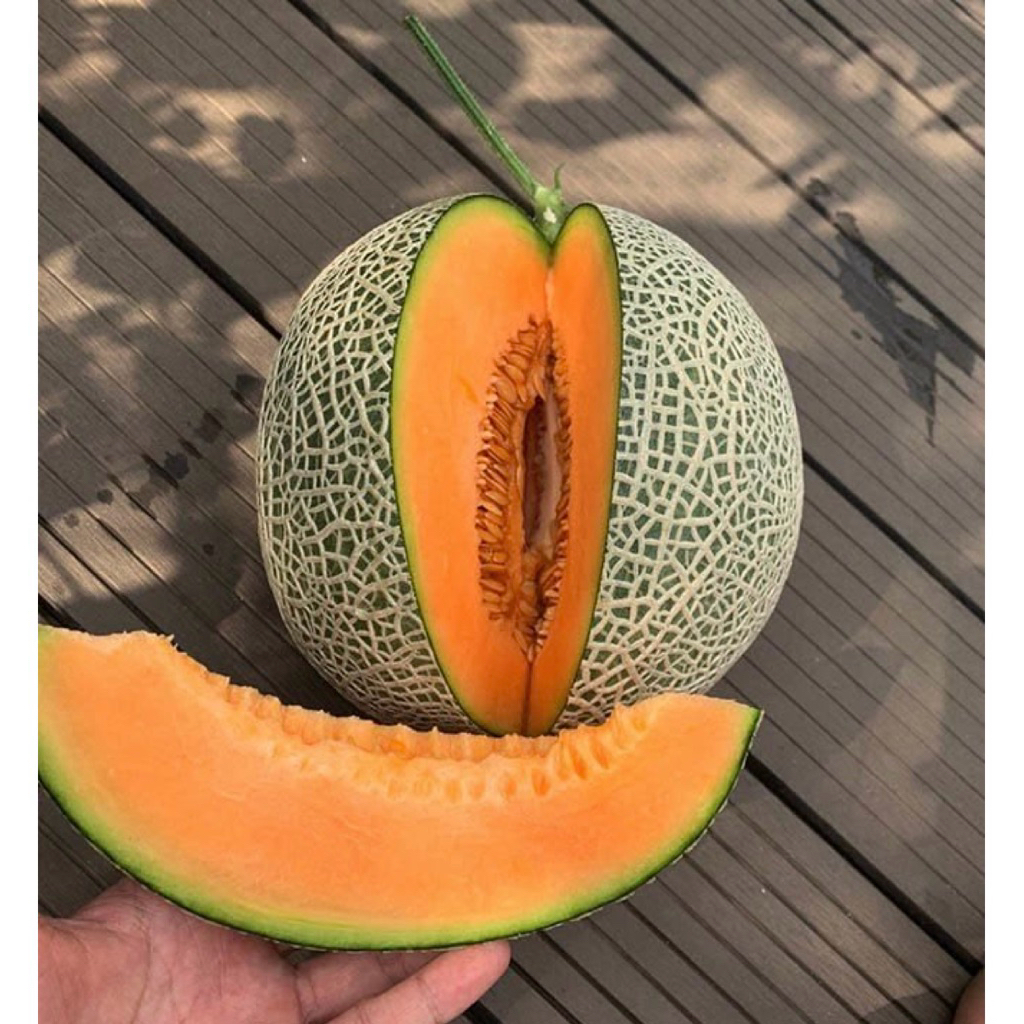 Melon madu super orange