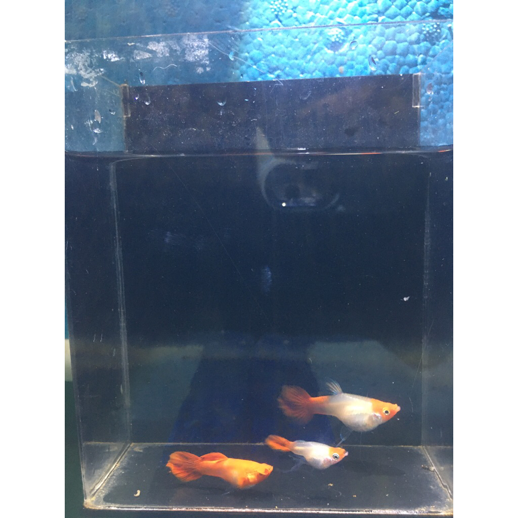GUPPY Blonde koi ribbon sb fin c