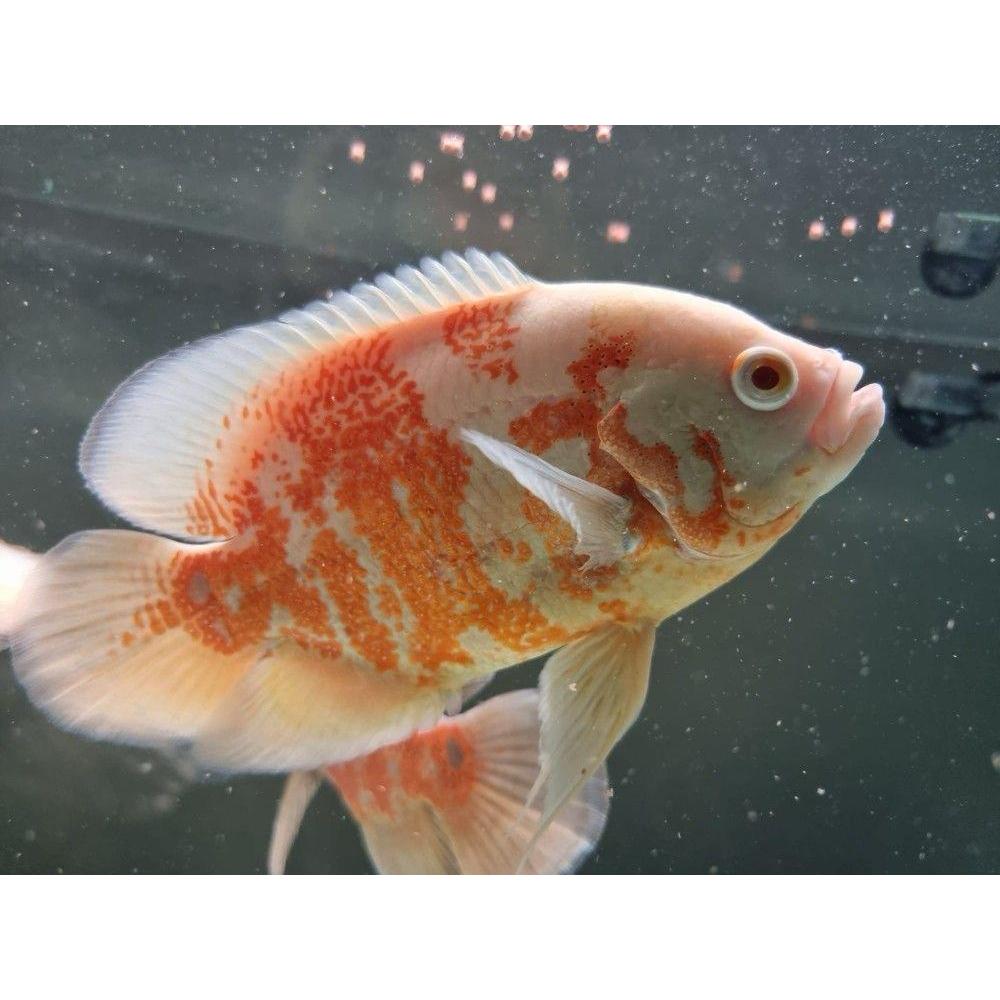 Dekorasi Hiasan Aquarium Oscar Albino JUMBO (KHUSUS INSTAN)