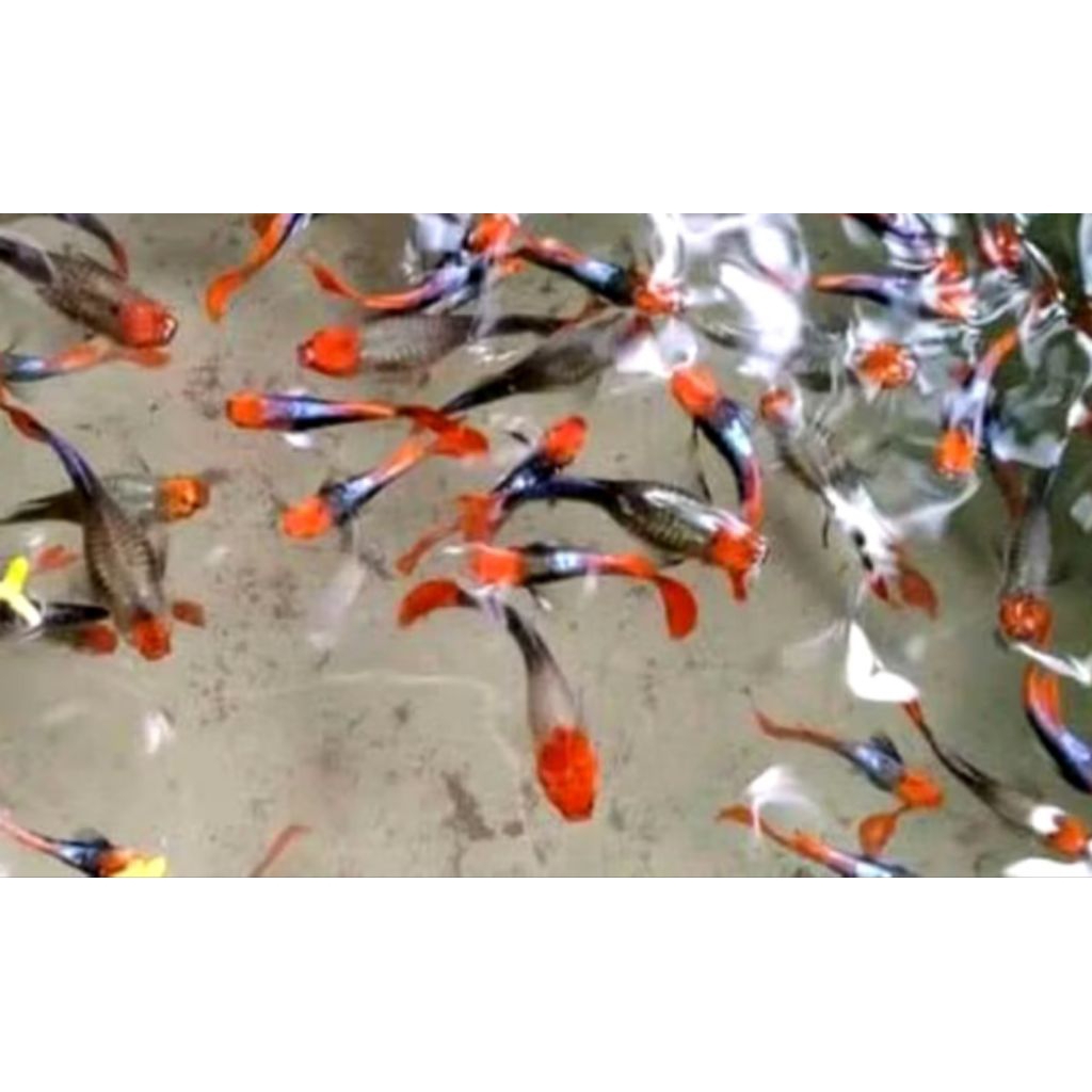 GUPPY PRT KOI