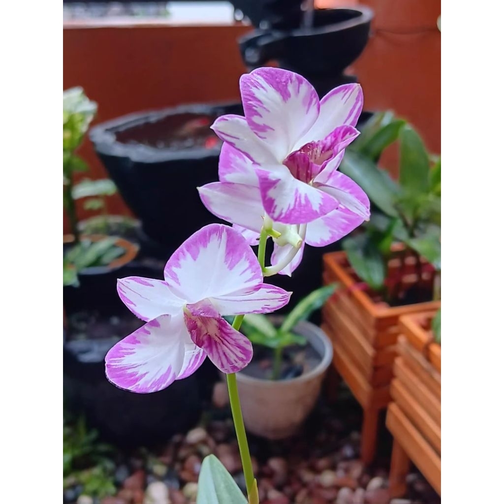 Anggrek Dendro Mini Enobi Splash