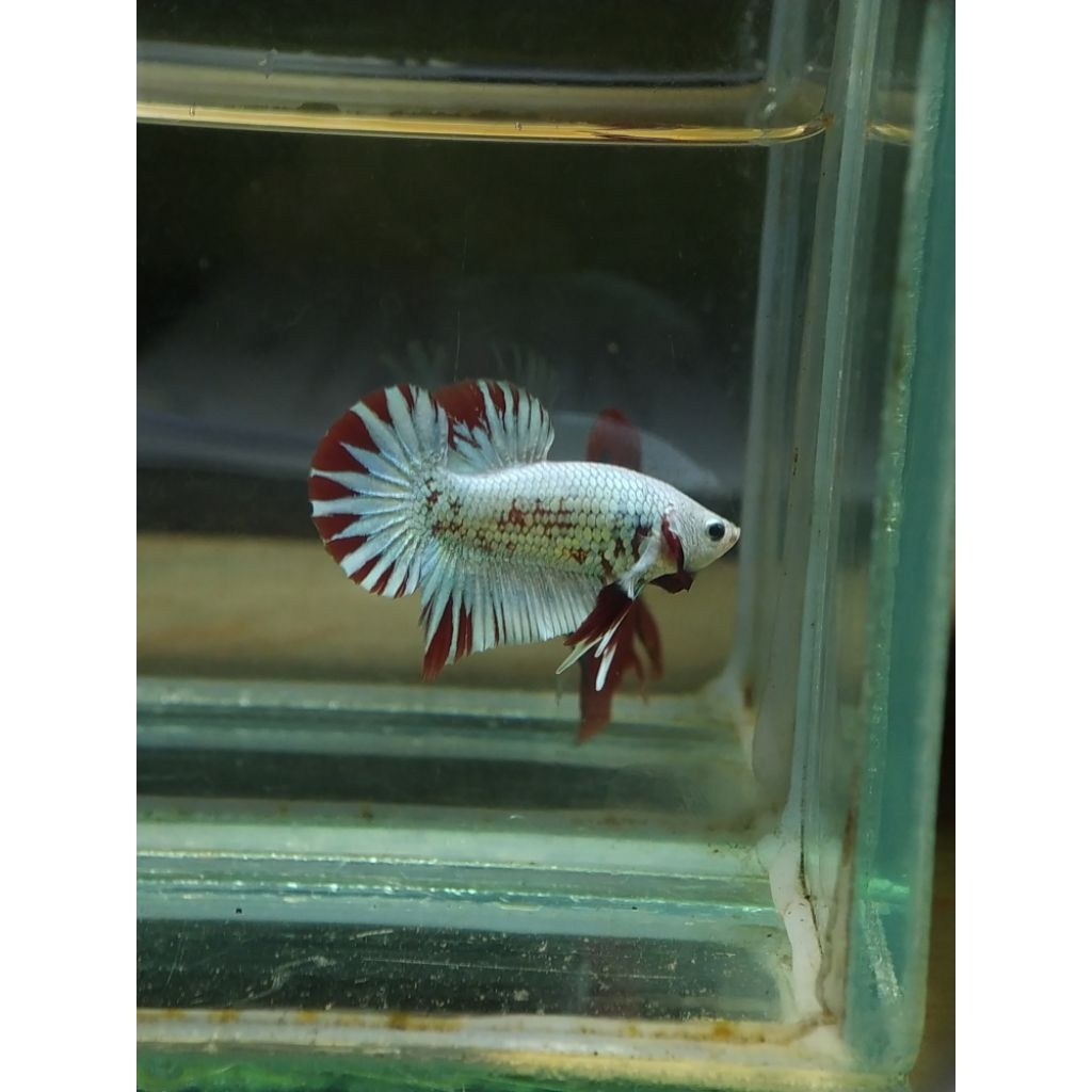 cupang red dragon snow size s++