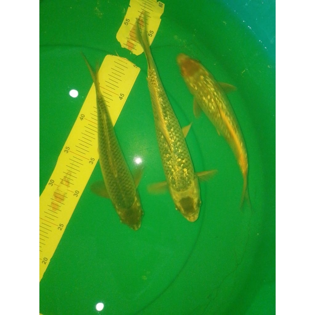 Ikan koi jenis Tancho Sabikoyo Ginrin 29cm