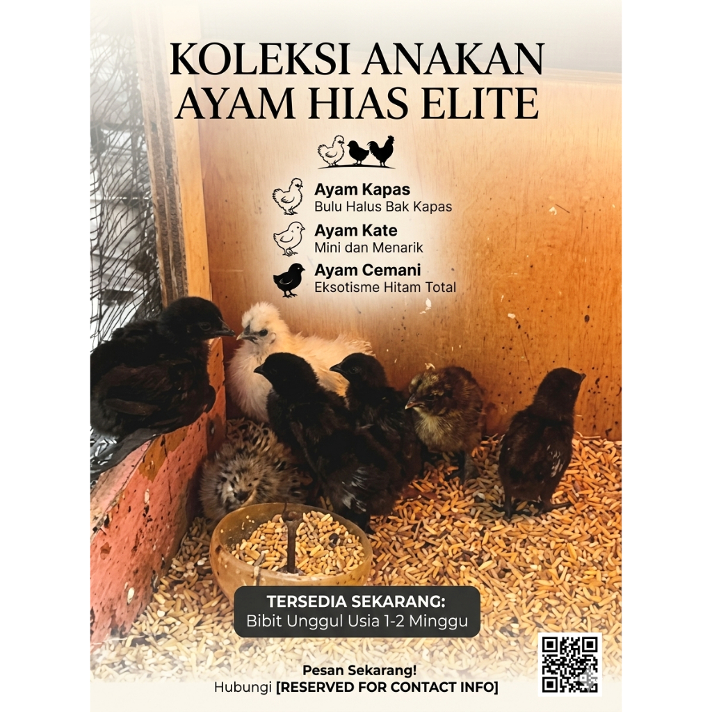 MOMMERESELLER - Ayam hias anakan / Ayam anakan / Ayam kate / Ayam kapas murah