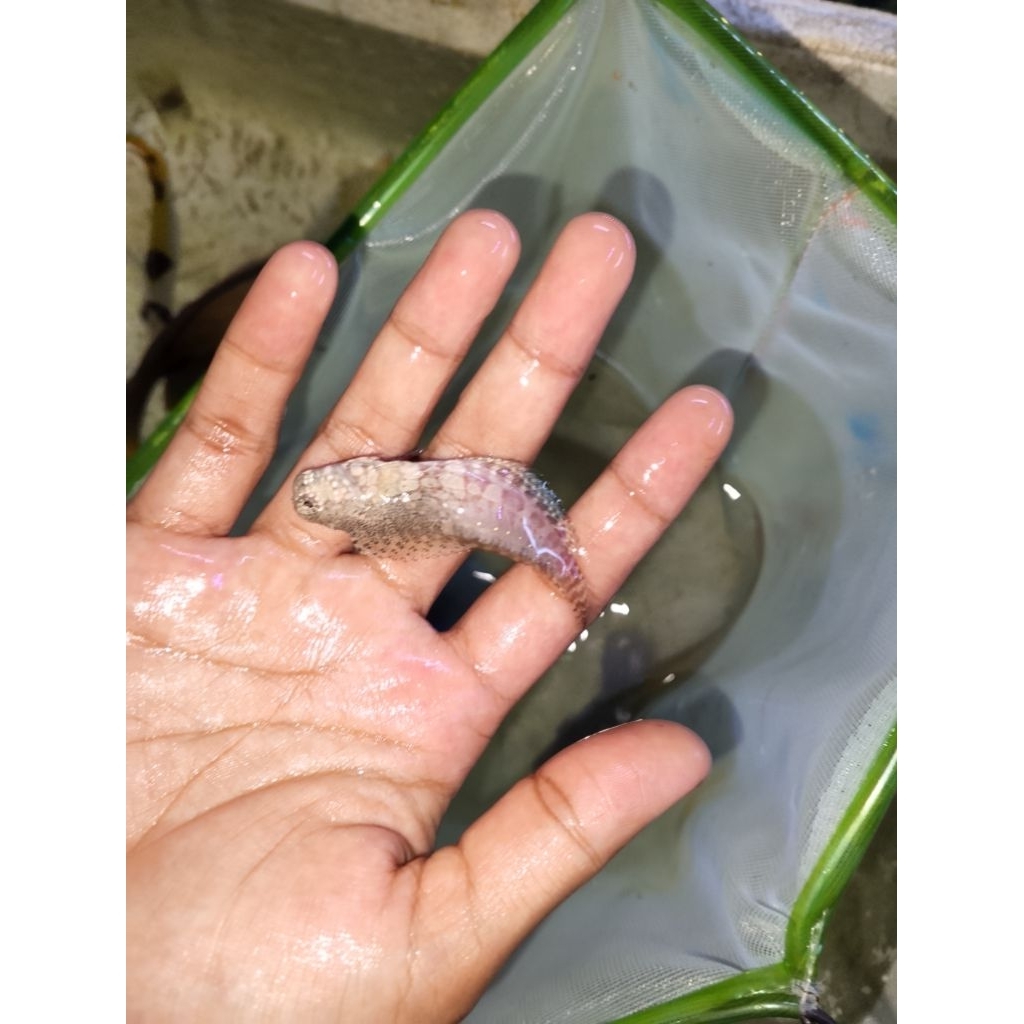 ikan hias laut jabing Glodok