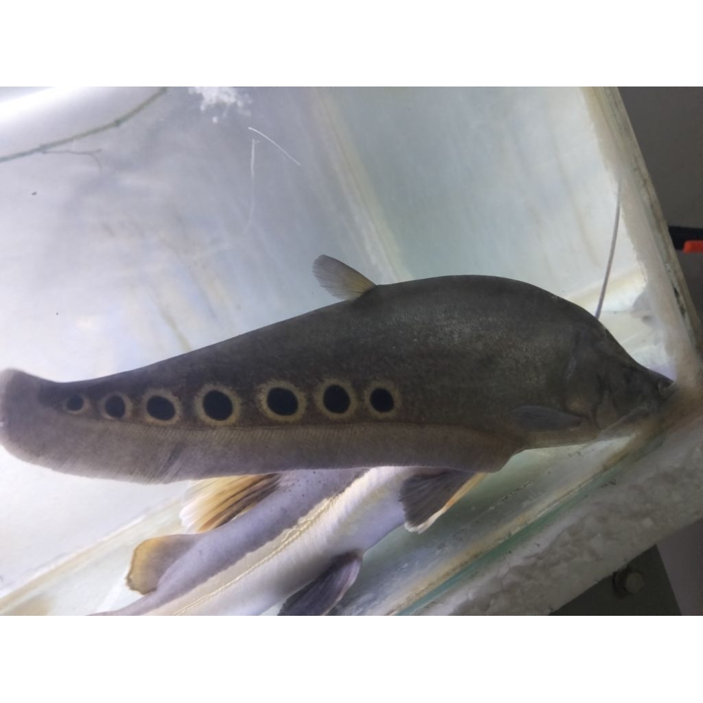 belida Bangkok 30cm