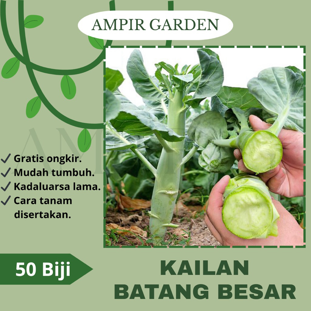 50 Biji Benih KAILAN BATANG BESAR Tumbuhan Tidak Mudah Berbunga Benih Bibit Sayuran Daun Kailan