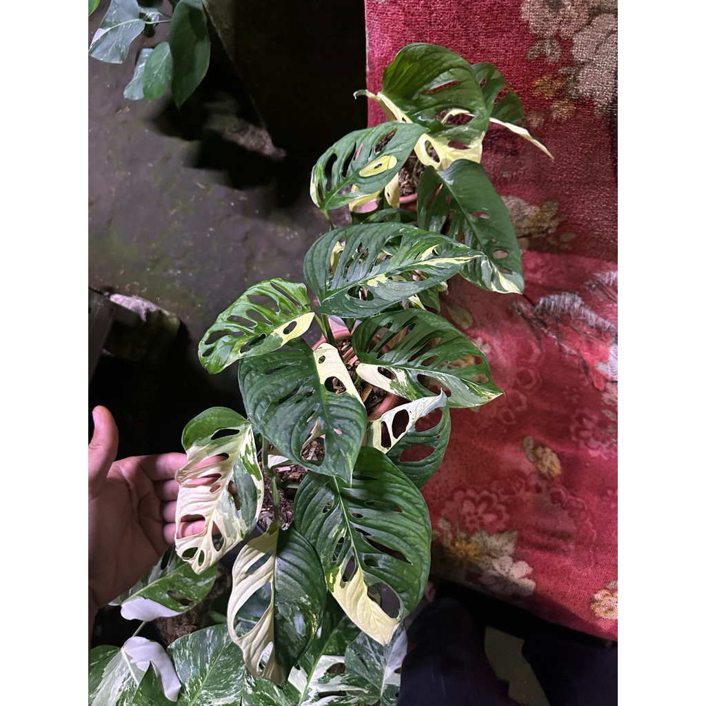 Tanaman Hias Monstera Janda Bolong Variegata jepang /  monstera Adansoni Variegata Jepang / Janbol v