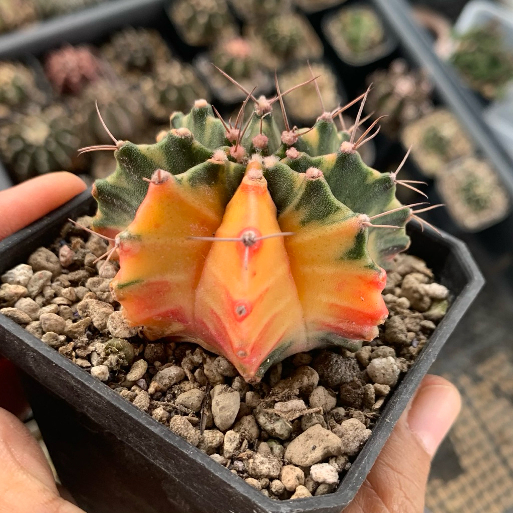 av71 gymno miha var kaktus gymnocalycium mihanovichii varigata cluster rimbun tanaman hias hidup gur