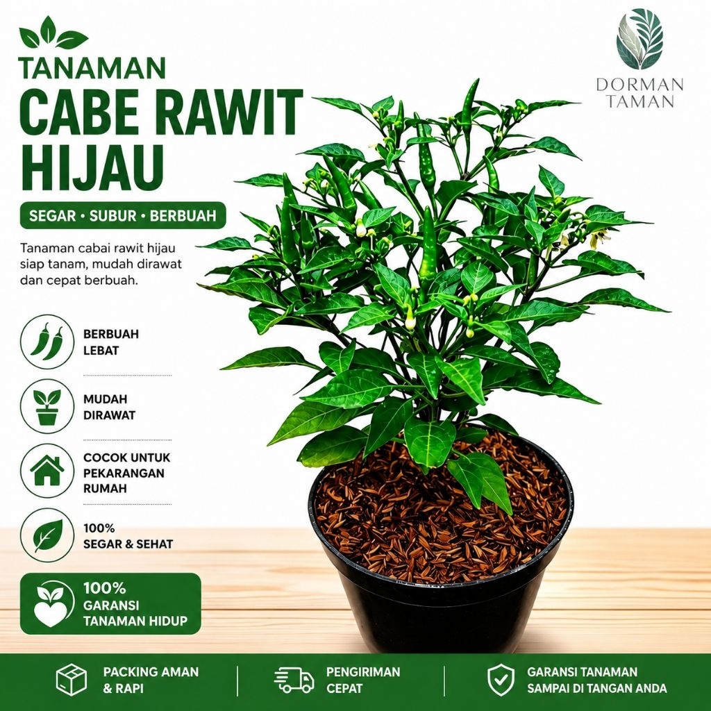 Tanaman Hidup Bibit Cabe Rawit Hijau | Cabe Rawit Pedas Berbuah Berakar Siap Di Tanam Dirumah