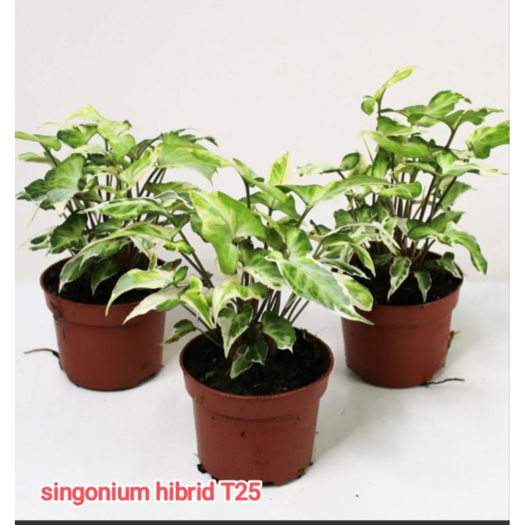 tanaman singonium hibrid T25