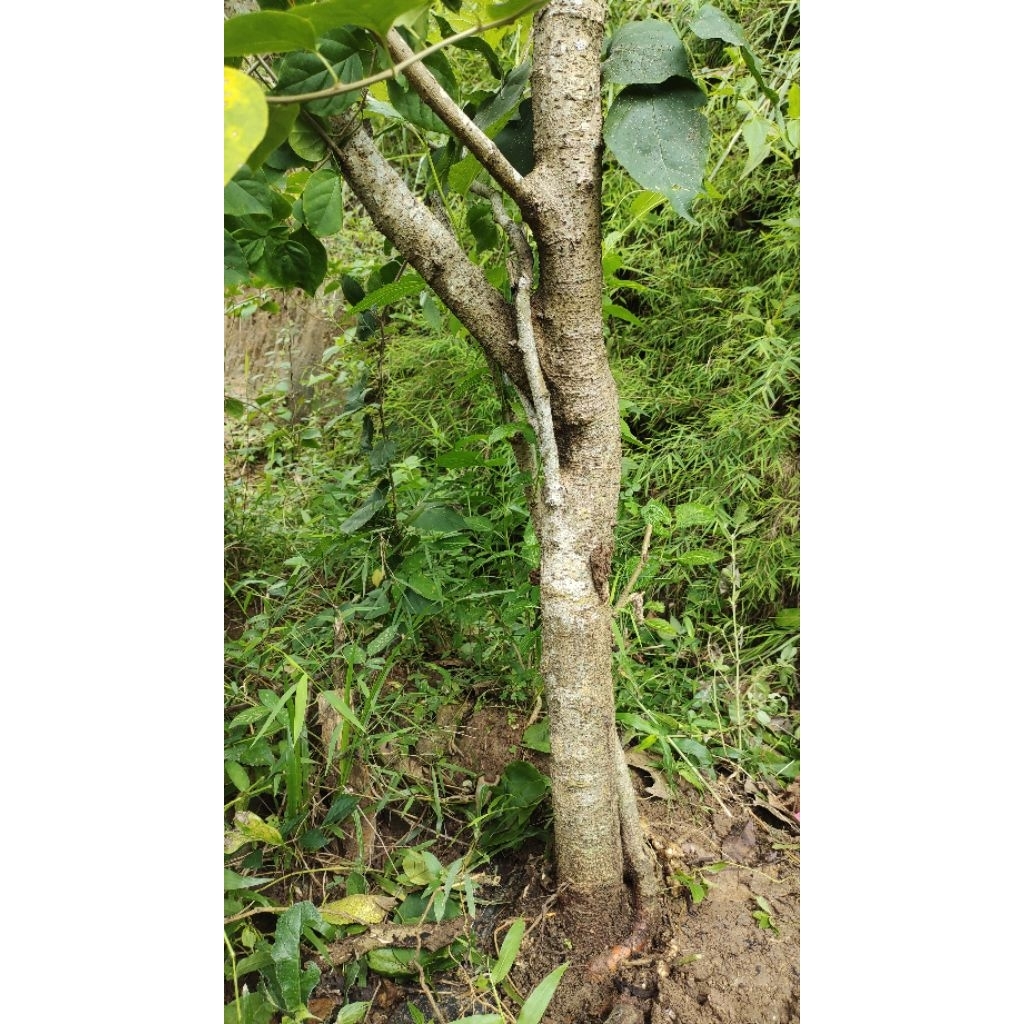 bahan bonsai murbei taman tinggi -+100cm batang besar kurang lebih sebesar Aqua