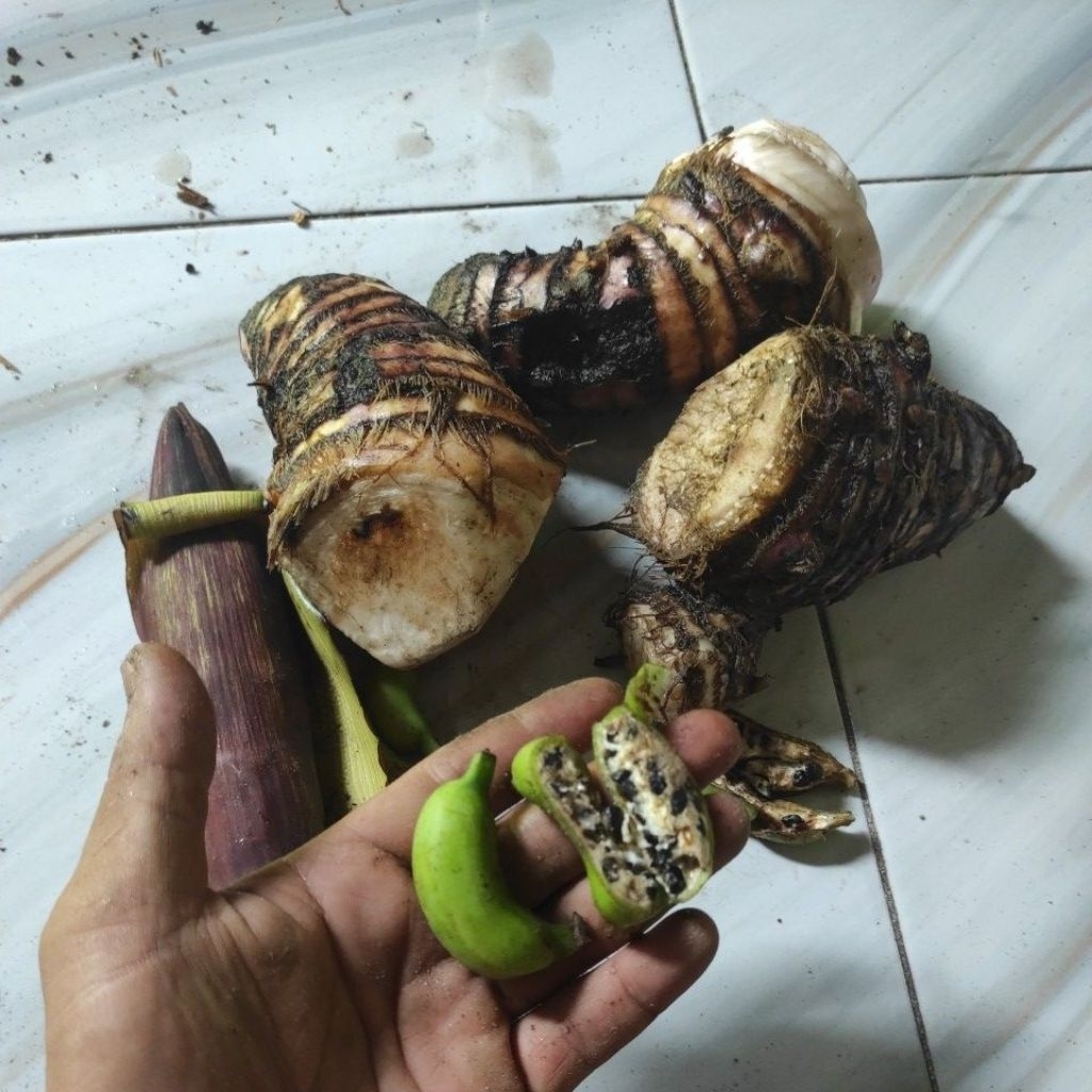 bonggol pisang monyet/hutan asli original ,untuk obat gula darah(diabetes)