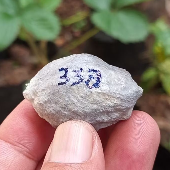 Muncang adu jayanti pait jr kode 338.