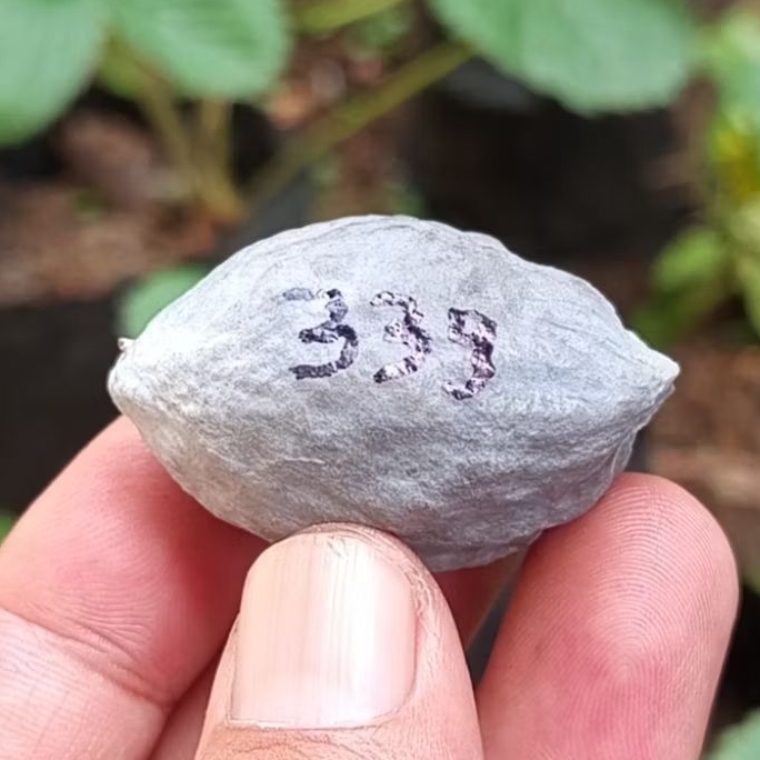 Muncang adu jayanti pait jr kode 339.