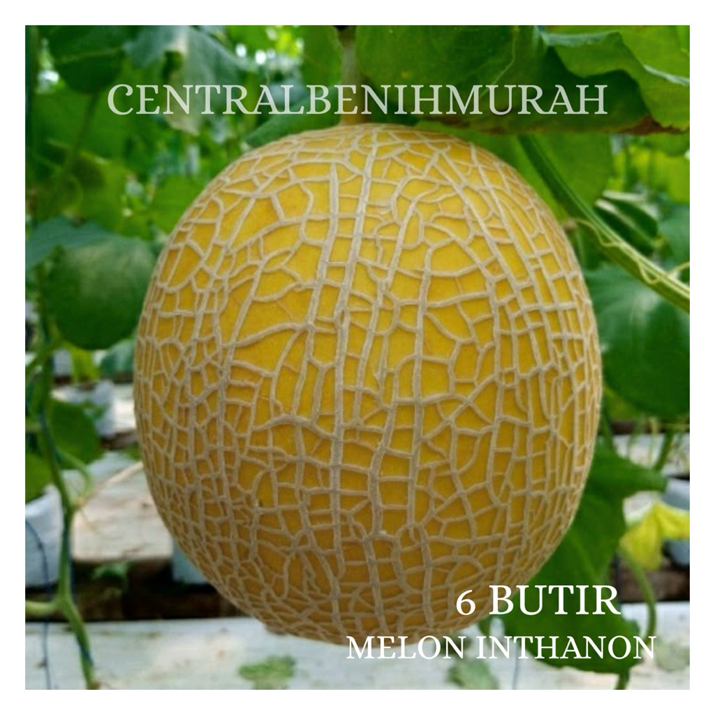 6 BUTIR BENIH TANAMAN MELON INTHANON GOLDEN EMERALD