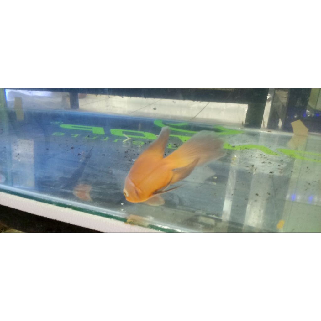 IKAN OSCAR PARIS SLAYER 9-10CM