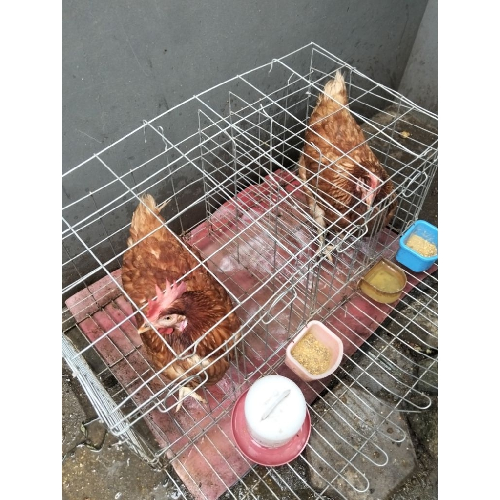 Ayam Petelur siap bertelur (pullet)