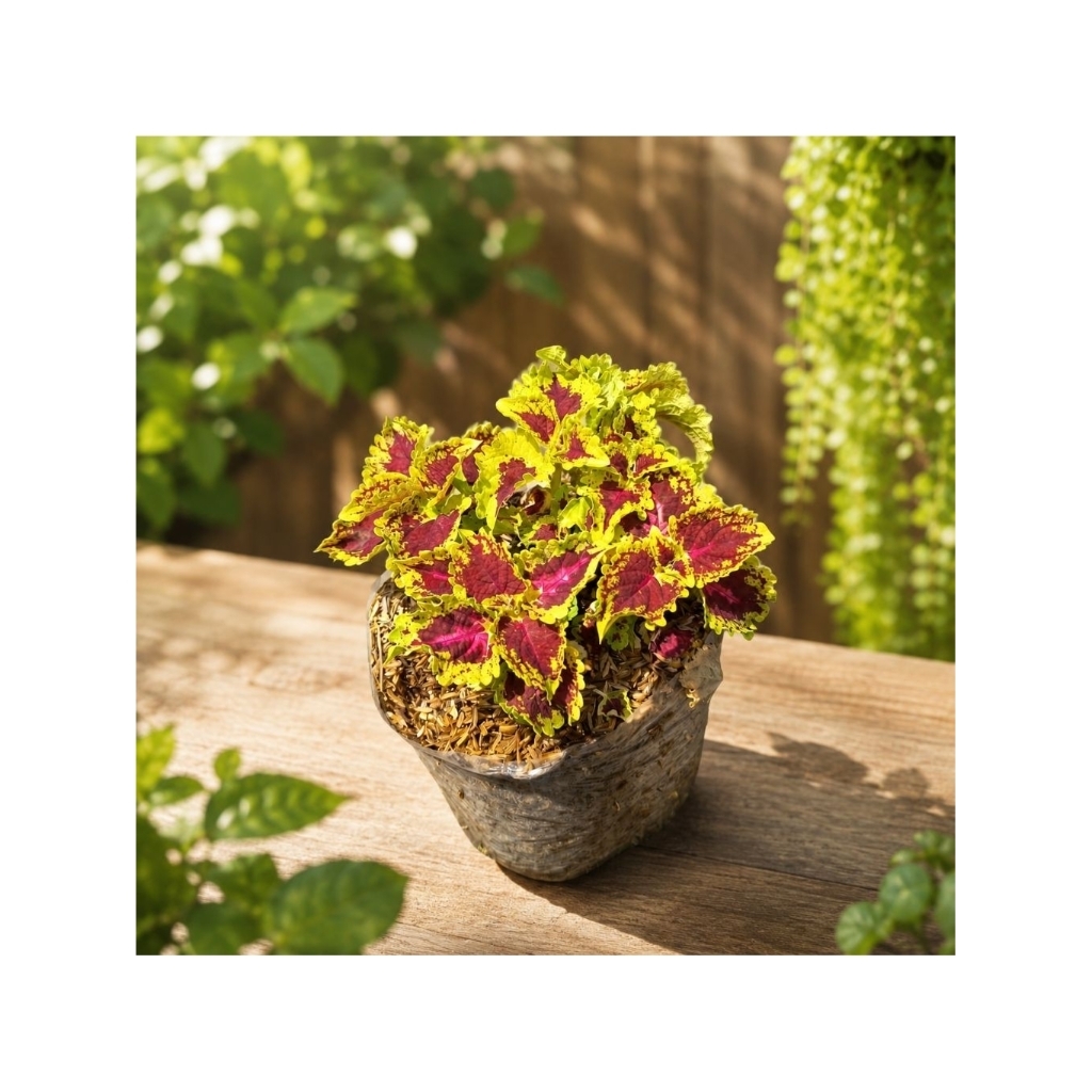 Miana kol kuning tanaman hias daun coleus jawer kotok