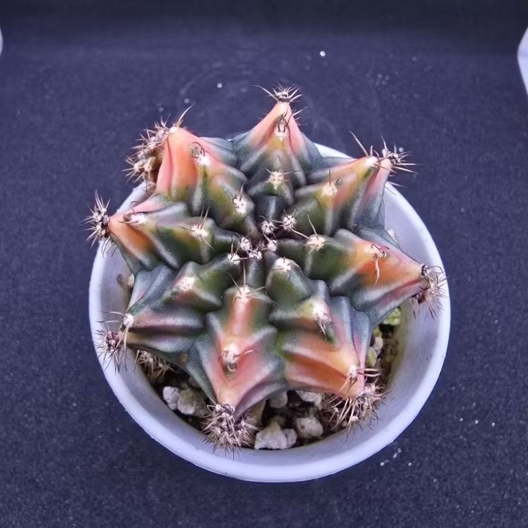 Kaktus Gymno id "Rootbeer" variegata rata (Gymnocalycium mihanovichii)