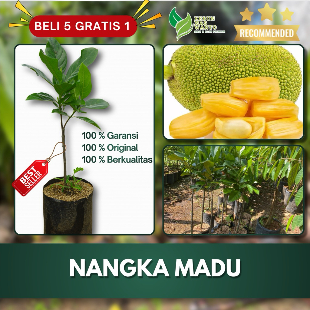 BIBIT BUAH NANGKA VARIETAS MADU-BIBIT NANGKA MADU-BIBIT BUAH NANGKA-BIBIT NANGKA ORI KEBUN MAS WANTO