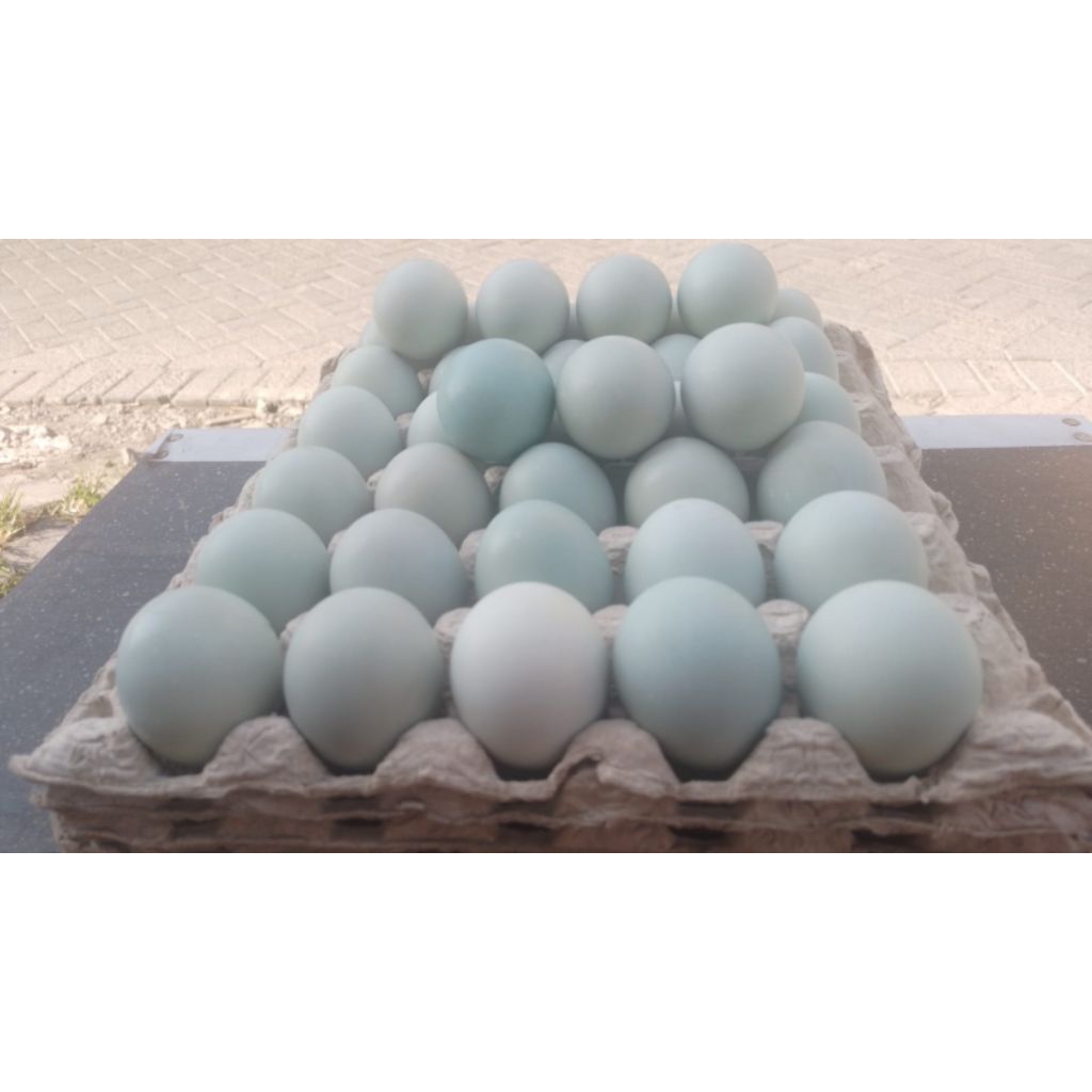 Telur Asin Pengiriman INSTANT KEDANYANG- KEBOMAS