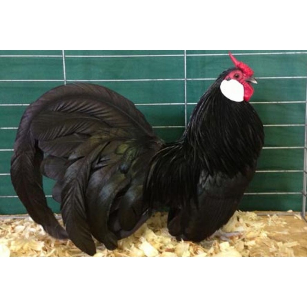 telur ayam fertil Kate resecom bantem hitam petarung cocok hiasan kandang atau peranakan cantik