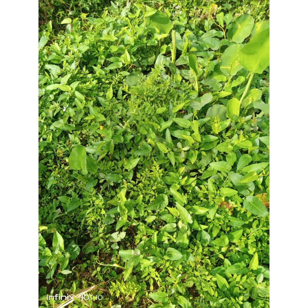 kangkung 1kg