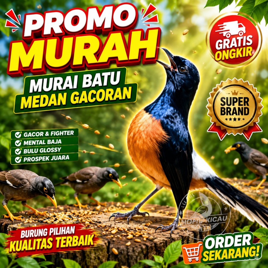 Burung Murai Batu medan jantan Pastol Atau Dewasa Sudah gacoran bunyi ring