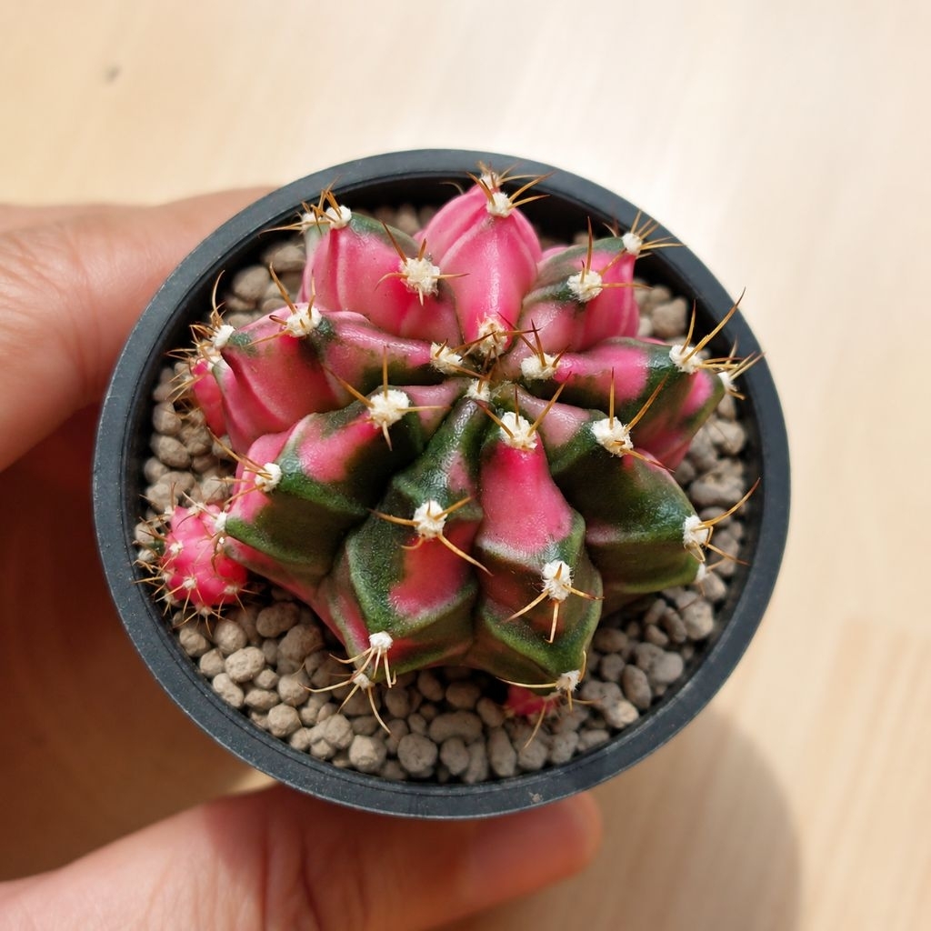 Kaktus Sukulen Gymno Gymnocalycium ID Pink Splash