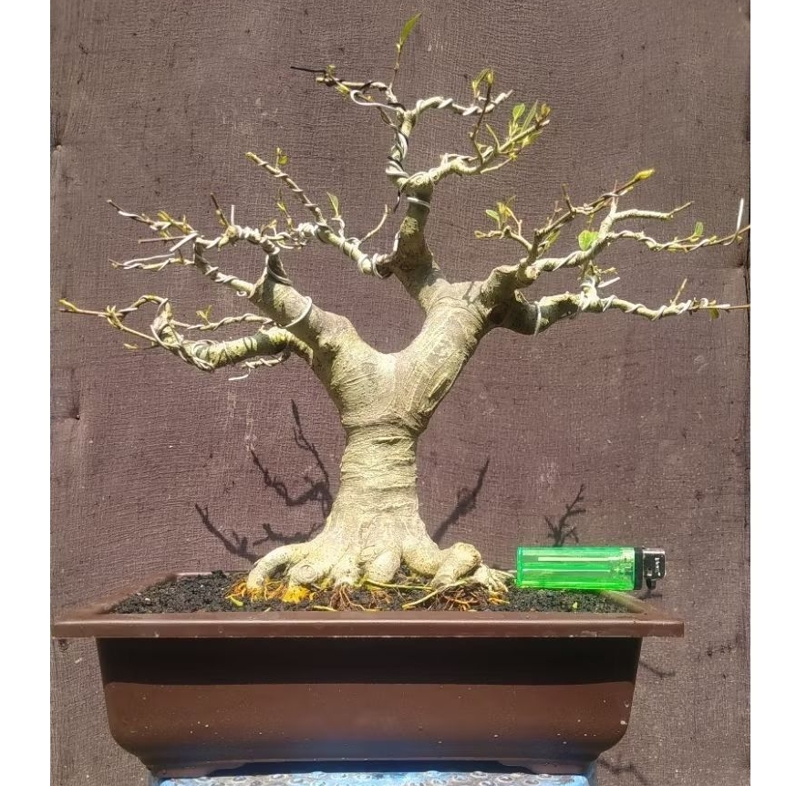 bonsai ficus amplas / ramplas putih prokar cakep realpict + potnya bogel karakter