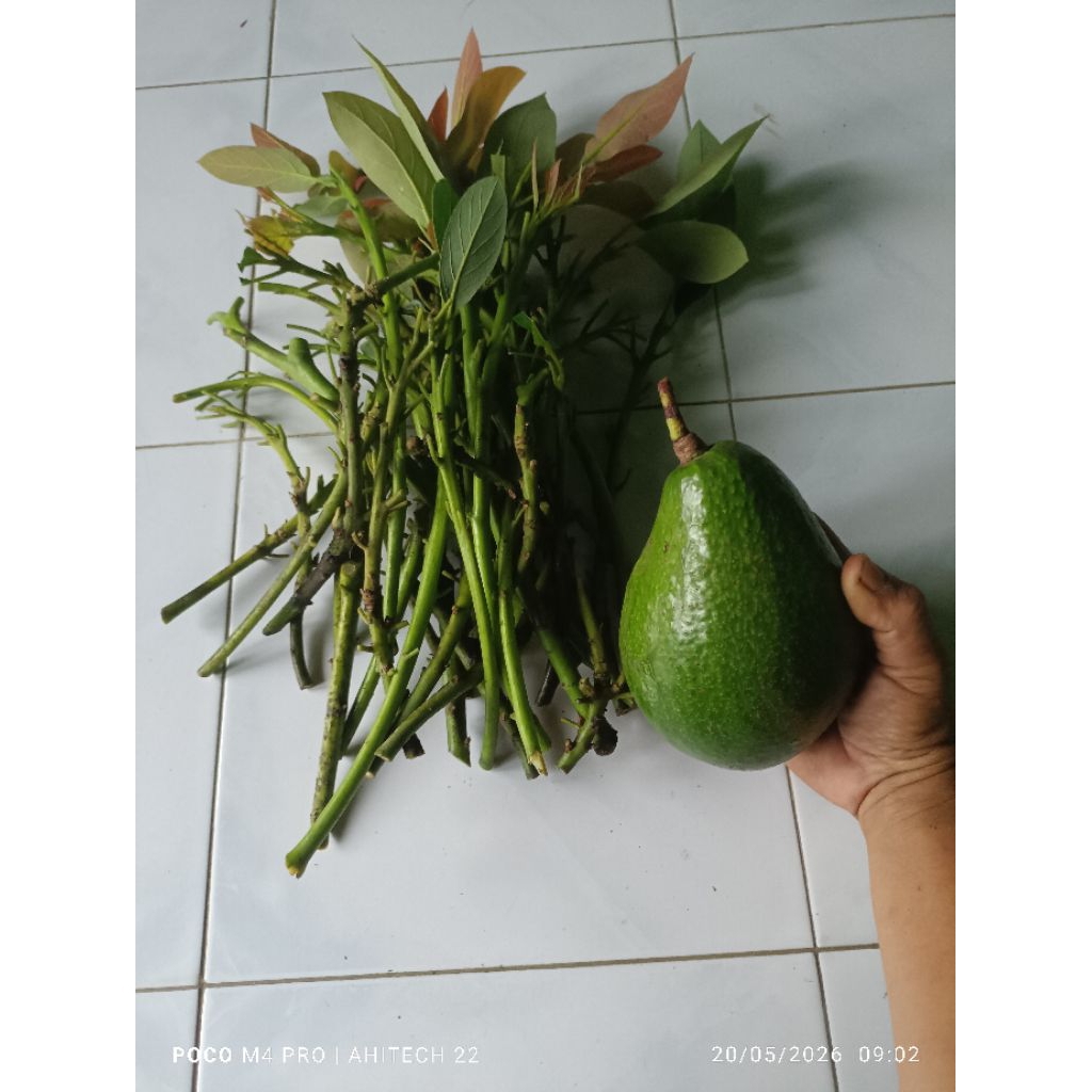 entres alpukat aligator asli valid buah besar